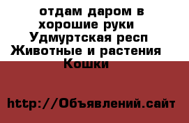 отдам даром в хорошие руки - Удмуртская респ. Животные и растения » Кошки   
